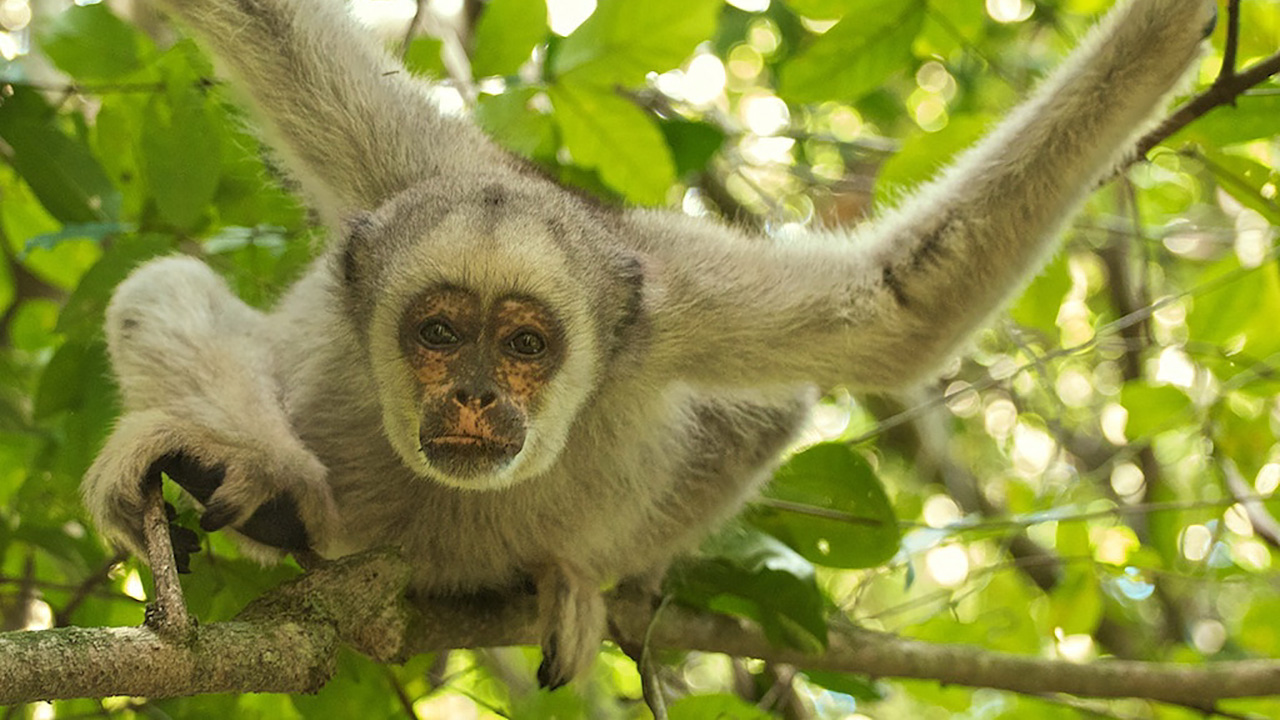 Northern_Muriqui_9