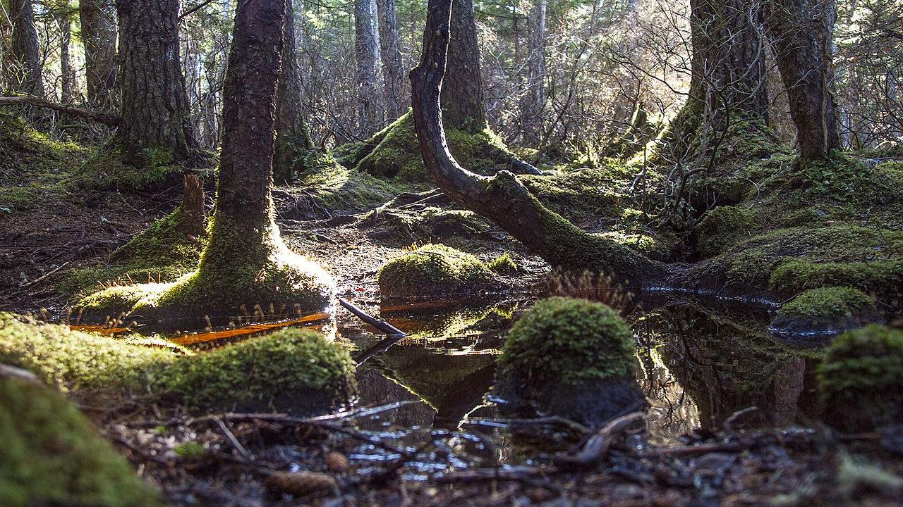Tongass_Lena_Forest_73b