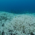 coral-bleaching